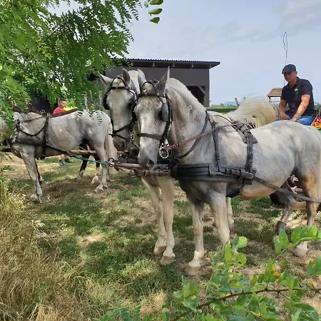 Dom wakacyjny Peter Balatonfenyves
